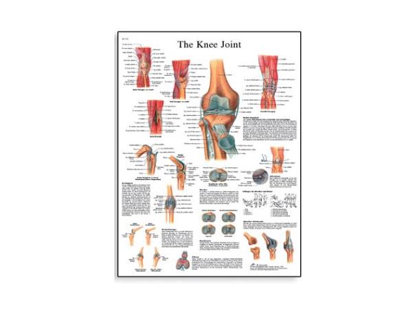 Plakat Knee Joint 50x67 cm Laminert